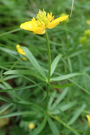 Ranunculus forstfeldensis \ Forstfelder Gold-Hahnenfu / Forstfeld Goldilocks, F Forstfeld 29.4.2016