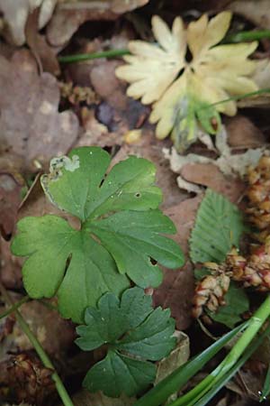 Ranunculus forstfeldensis \ Forstfelder Gold-Hahnenfu / Forstfeld Goldilocks, F Forstfeld 29.4.2016