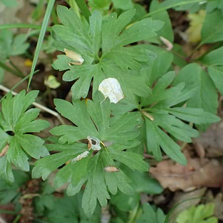 Ranunculus forstfeldensis \ Forstfelder Gold-Hahnenfu / Forstfeld Goldilocks, F Forstfeld 29.4.2016