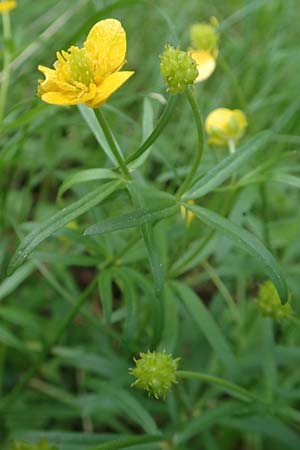 Ranunculus forstfeldensis \ Forstfelder Gold-Hahnenfu, F Forstfeld 29.4.2016