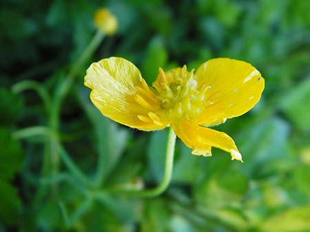 Ranunculus geissertii \ Geisserts Gold-Hahnenfu / Geissert's Goldilocks, F Forstfeld 18.4.2015