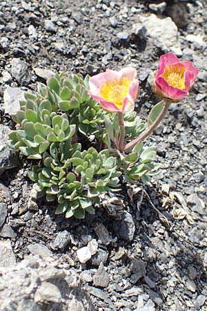 Ranunculus glacialis \ Gletscher-Hahnenfu, F Col de la Bonette 8.7.2016