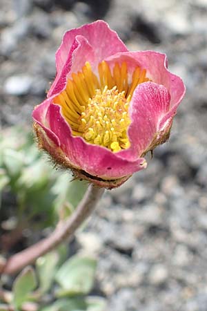 Ranunculus glacialis \ Gletscher-Hahnenfu / Glacier Crowfoot, F Col de la Bonette 8.7.2016