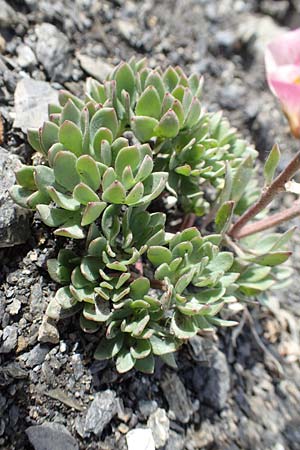 Ranunculus glacialis \ Gletscher-Hahnenfu / Glacier Crowfoot, F Col de la Bonette 8.7.2016