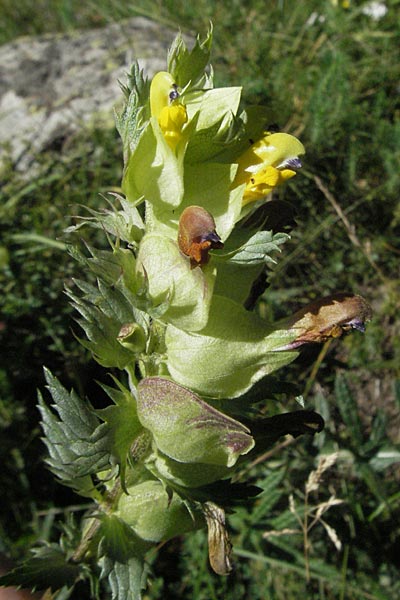 Rhinanthus pumilus \ Niedriger Klappertopf / Dwarf Yellow-Rattle, F Pyrenäen/Pyrenees, Eyne 9.8.2006