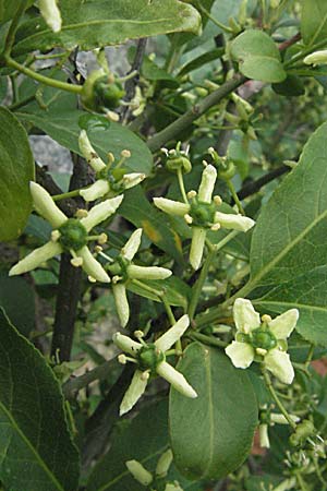 Euonymus europaeus \ Gewhnliches Pfaffenhtchen, F Pyrenäen, Olette 14.5.2007