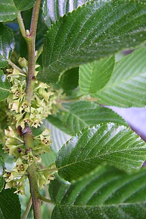 Rhamnus alpina \ Alpen-Kreuzdorn, F Pyrenäen, Eyne 25.6.2008