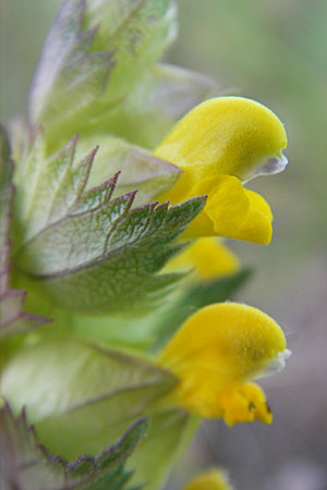 Rhinanthus minor \ Kleiner Klappertopf, F Causse de Blandas 30.5.2009