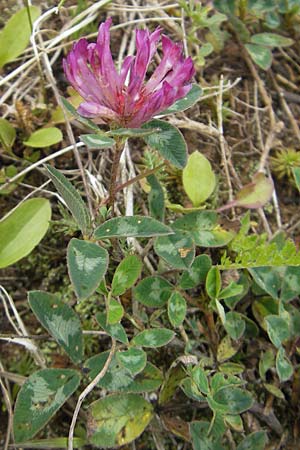 Trifolium pratense \ Rot-Klee, Wiesen-Klee / Red Clover, F Bitche 25.6.2011