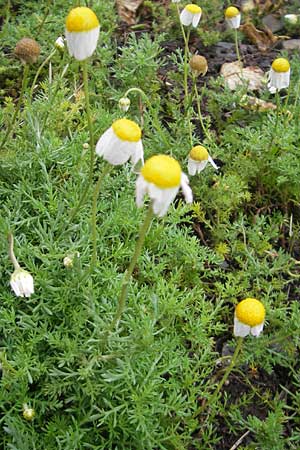 Chamaemelum nobile / Chamomile, F Botan. Gar.  Tourmalet 26.8.2011