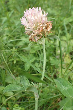 Trifolium pratense \ Rot-Klee, Wiesen-Klee / Red Clover, F Pyrenäen/Pyrenees, Col de Mantet 28.7.2018