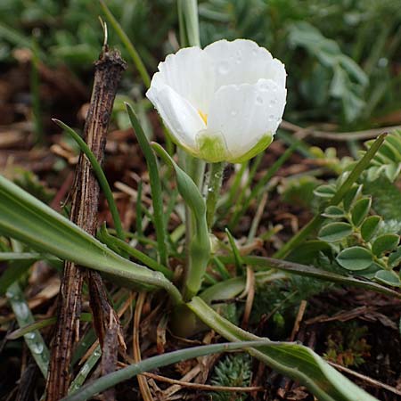 Ranunculus kuepferi \ Kpfers Hahnenfu, F Queyras, Fontgillarde 30.4.2023