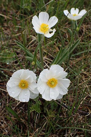 Ranunculus kuepferi \ Kpfers Hahnenfu / Kuepfer's Buttercup, F Queyras, Fontgillarde 30.4.2023