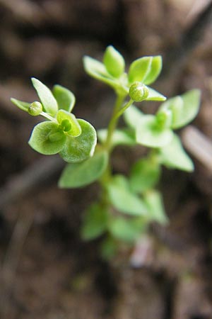 Radiola linoides \ Zwerg-Lein / Allseed, F Bitche 25.6.2011