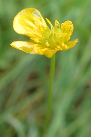 Ranunculus leptomeris \ Feinzipfeliger Gold-Hahnenfu / Fine-Lapped Goldilocks, F Heiligenstein 29.4.2016