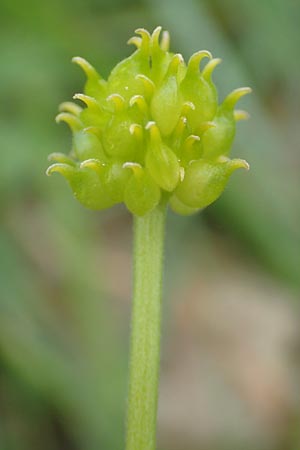 Ranunculus leptomeris \ Feinzipfeliger Gold-Hahnenfu / Fine-Lapped Goldilocks, F Heiligenstein 29.4.2016