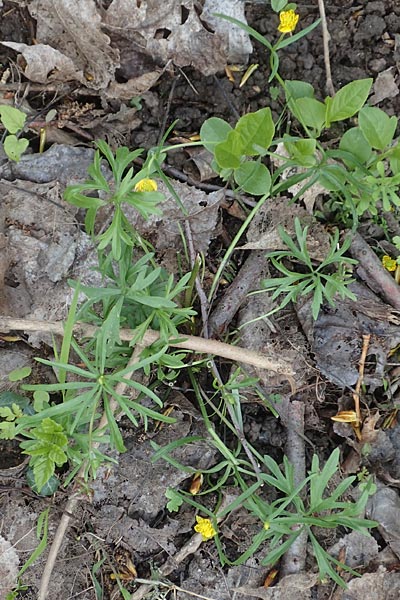 Ranunculus leptomeris \ Feinzipfeliger Gold-Hahnenfu / Fine-Lapped Goldilocks, F Heiligenstein 29.4.2016