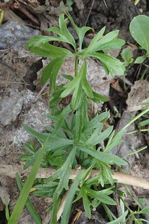 Ranunculus leptomeris \ Feinzipfeliger Gold-Hahnenfu / Fine-Lapped Goldilocks, F Heiligenstein 29.4.2016