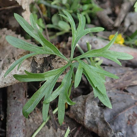 Ranunculus leptomeris \ Feinzipfeliger Gold-Hahnenfu / Fine-Lapped Goldilocks, F Heiligenstein 29.4.2016