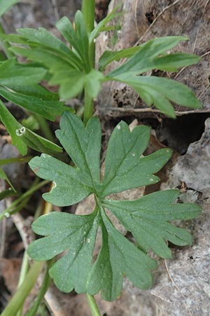 Ranunculus leptomeris \ Feinzipfeliger Gold-Hahnenfu / Fine-Lapped Goldilocks, F Heiligenstein 29.4.2016