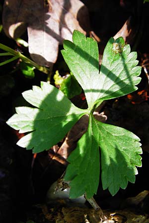 Ranunculus nicklesii \ Nickls' Gold-Hahnenfu, F Ostheim 18.4.2015