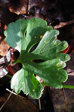 Ranunculus nicklesii \ Nickls' Gold-Hahnenfu, F Ostheim 18.4.2015