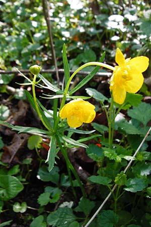 Ranunculus nicklesii \ Nickls' Gold-Hahnenfu / Nickls' Goldilocks, F Ostheim 18.4.2015
