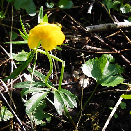 Ranunculus nicklesii \ Nickls' Gold-Hahnenfu / Nickls' Goldilocks, F Ostheim 18.4.2015