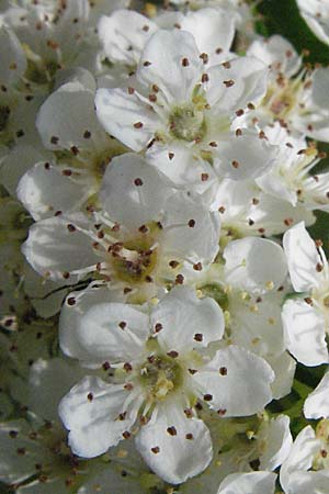 Pyrus spinosa \ Mandelblttrige Birne, F Maures, Vidauban 12.5.2007