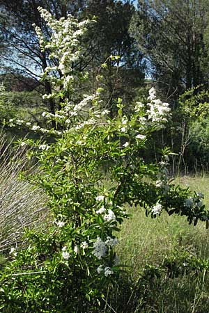 Pyrus spinosa / Almond-Leaved Pear, F Maures, Vidauban 12.5.2007