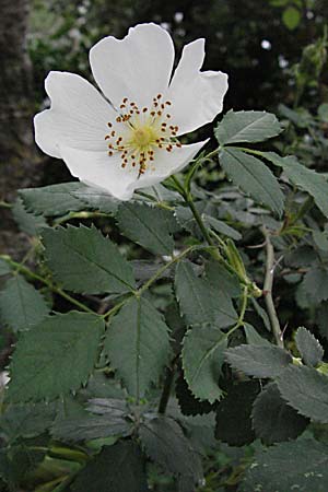 Rosa spinosissima \ Bibernellblttrige Rose, F Camargue 13.5.2007