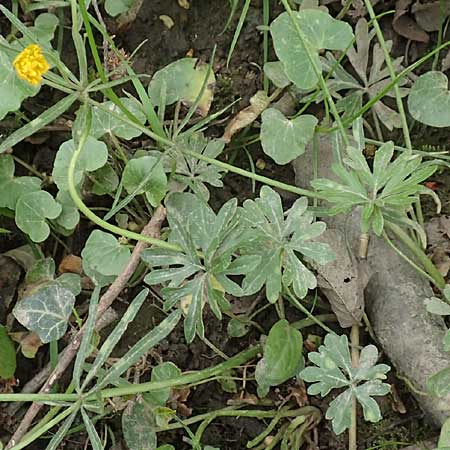 Ranunculus oligodon \ Wenigzhniger Gold-Hahnenfu, F Haguenau 29.4.2016