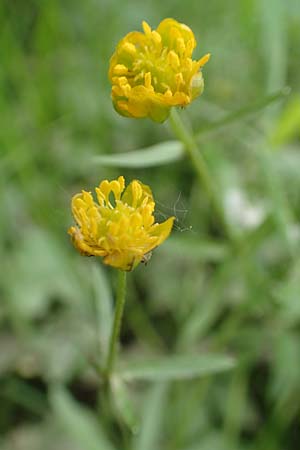 Ranunculus oligodon \ Wenigzhniger Gold-Hahnenfu, F Haguenau 29.4.2016