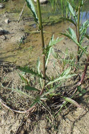 Rorippa amphibia \ Wasser-Kresse / Great Yellow-Cress, F Sermoyer 4.5.2023