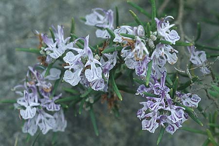 Salvia rosmarinus \ Rosmarin / Rosemary, F Corbières, Treilles 1.5.2005