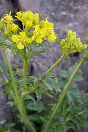 Rorippa palustris \ Gewhnliche Sumpfkresse, F Col de Granon 22.6.2008