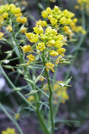 Rorippa pyrenaica \ Wilde Sumpfkresse / Creeping Yellow-Cress, F Pyrenäen/Pyrenees, Err 26.6.2008