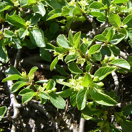 Rhamnus pumila \ Zwerg-Kreuzdorn / Dwarf Buckthorn, F Col de Lautaret Botan. Gar. 28.6.2008