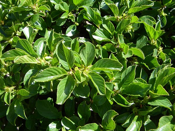 Rhamnus pumila \ Zwerg-Kreuzdorn / Dwarf Buckthorn, F Col de Lautaret Botan. Gar. 28.6.2008