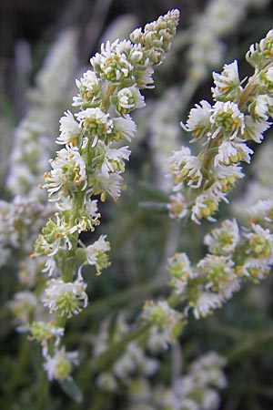 Reseda phyteuma \ Rapunzel-Resede, Sternfrucht, F Mont Aigoual 29.5.2009