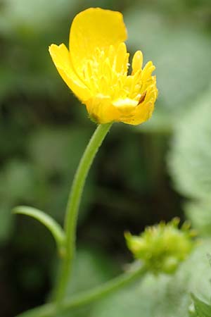 Ranunculus philopadus \ Sundgau-Gold-Hahnenfu / Sundgau Goldilocks, F Dannemarie 29.4.2016