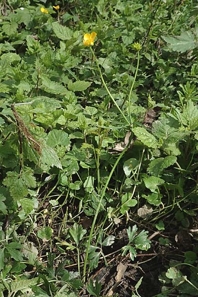 Ranunculus philopadus \ Sundgau-Gold-Hahnenfu / Sundgau Goldilocks, F Dannemarie 29.4.2016