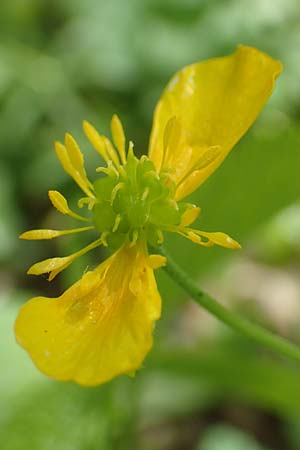 Ranunculus pseudalsaticus \ Falscher Elssser Gold-Hahnenfu, F Colmar 29.4.2016