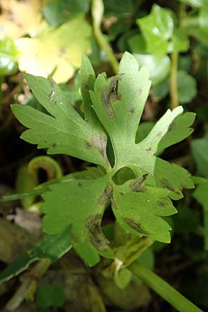 Ranunculus pseudalsaticus / False Alsacian Goldilocks, F Colmar 29.4.2016
