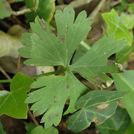 Ranunculus pseudalsaticus / False Alsacian Goldilocks, F Colmar 29.4.2016