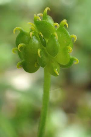 Ranunculus pseudalsaticus \ Falscher Elssser Gold-Hahnenfu, F Colmar 29.4.2016