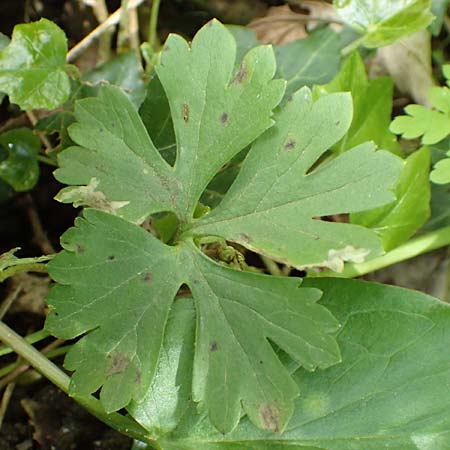 Ranunculus pseudalsaticus \ Falscher Elssser Gold-Hahnenfu / False Alsacian Goldilocks, F Colmar 29.4.2016