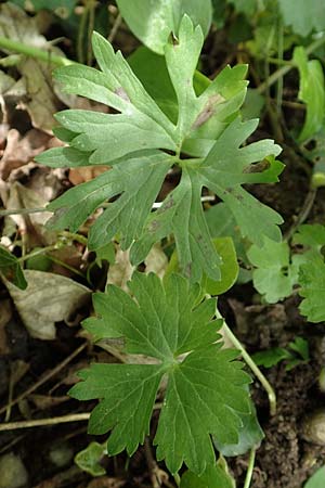 Ranunculus pseudalsaticus / False Alsacian Goldilocks, F Colmar 29.4.2016
