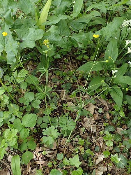 Ranunculus pseudalsaticus \ Falscher Elssser Gold-Hahnenfu / False Alsacian Goldilocks, F Colmar 29.4.2016