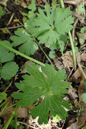 Ranunculus pseudalsaticus \ Falscher Elssser Gold-Hahnenfu, F Colmar 29.4.2016